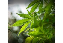 CBD Products